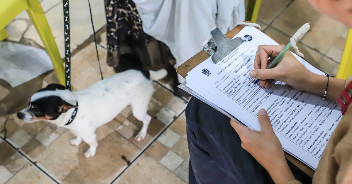 Curitiba abre agendamentos para o primeiro mutirão de castração de cães e gatos de 2026