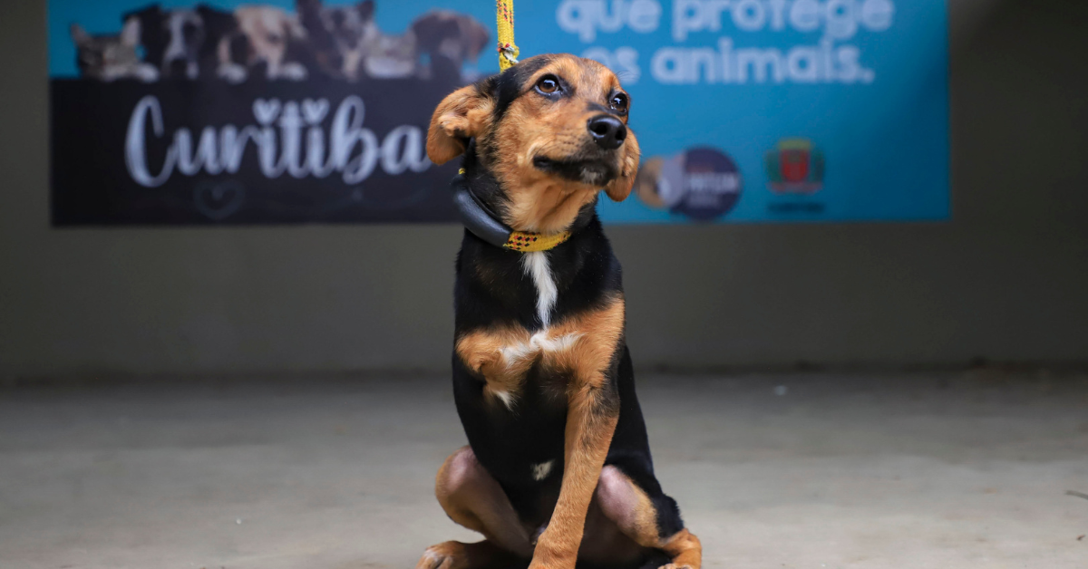 Selo Amigo do Animal fortalece doações em Curitiba em meio à queda no estoque de ração em Curitiba