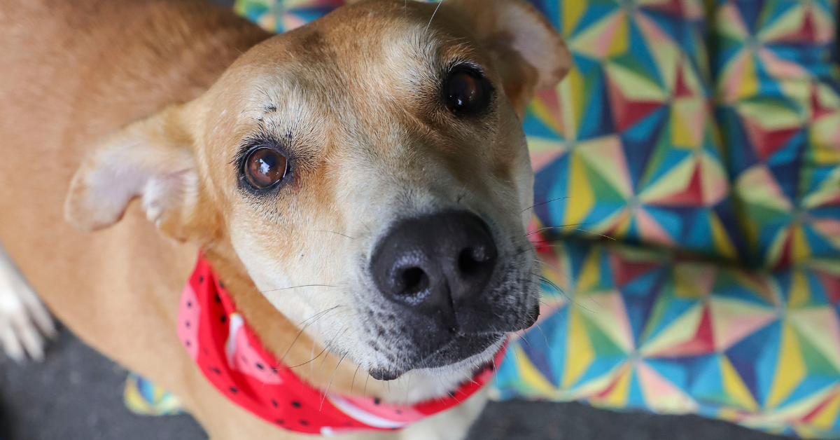 Lei que permite doações via Pix para o Banco de Ração entra em vigor em maio