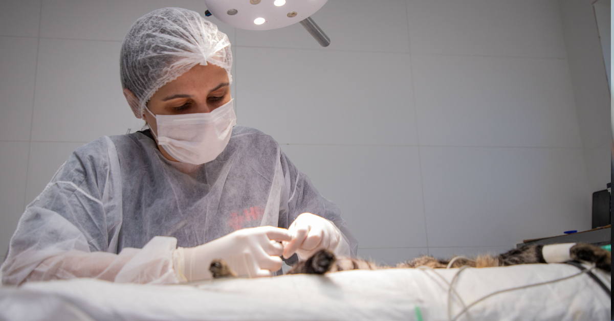 Projeto cria regras para doação de sangue animal em Curitiba